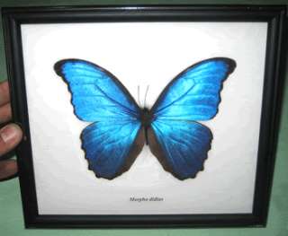 110 mm. Morpho Didius Butterfly Taxidermy In Frame  