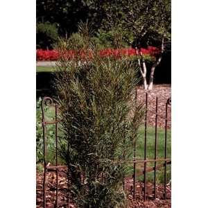  BUCKTHORN FINE LINE / 7 gallon Potted Patio, Lawn 
