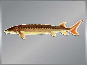 SHORTNOSE STURGEON vinyl fish decal Fishing Sticker  
