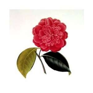  Camellia Anglica    Print