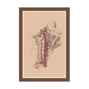  Internal Carotid Artery 12x18 Giclee on canvas