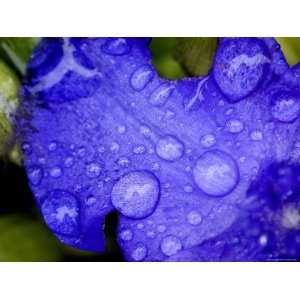  Close View of Water Drops on an Insect Damaged Petunia 