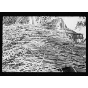 Photo Sorghum cane of which syrup will be made. Sorghum mill 