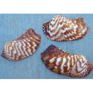  Turkey Wing Seashells (Noahs Ark Shell)   12 pcs 