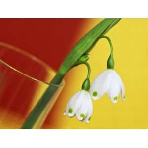  Vernum Spring Snowflake in Glass Vase with Red & Yellow Background 