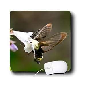     Snowberry Clearwing Hummingbird Moth 2   Mouse Pads Electronics