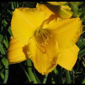  5 Fans of Suns Eye Daylilies Patio, Lawn & Garden
