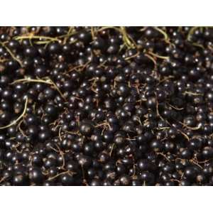 Close Up of Delicious Blackberries in a Pile Creating a Textured 