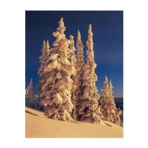  Snow Cloaked Trees at Dawn, Cariboo Mountains, BC, Note 