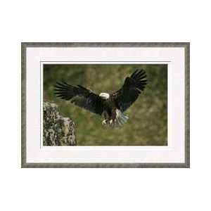   Bald Eagle Aleutian Islands Alaska Framed Giclee Print