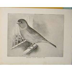  Cinnamon Canary Norwich England Birds Antique Print