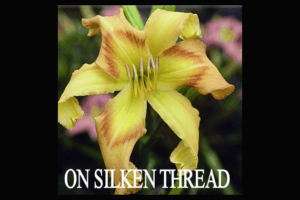 Daylily on SALE On Silken Thread (Lambertson, 1998) DF  