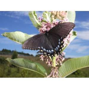 Male Tiger Swallowtail Butterfly, Dark Phase, Sips Milkweed Nectar 