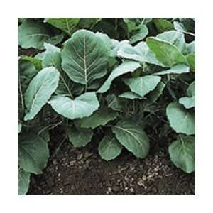  Todds Seeds   Champion Collard Seed   5g Seed Packet 