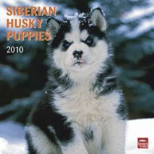  Siberian Husky Puppies 2010 Wall Calendar