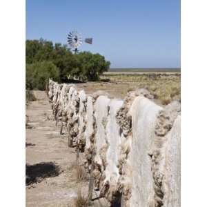  Sheepskins Drying in the Sun, Valdes Peninsula, Patagonia 