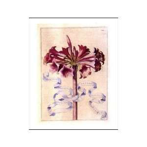  Narcissus Indicus II    Print