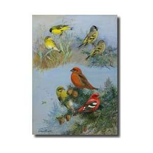  Several Species Of Crossbill Giclee Print