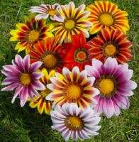 GAZANIA STARS & STRIPES FLOWER SEEDS *MULTICOLORS*  