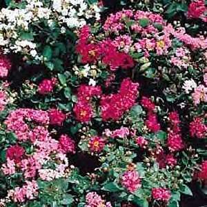  Little Chief Crape Myrtle 4 Plants Lagerstroemia Out/In 