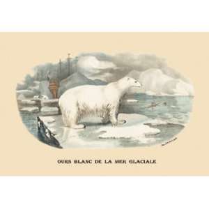   Blanc de la Mer Glaciale (Polar Bear) 12X18 Art Paper with Black Frame