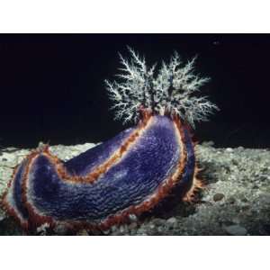 Sea Cucumber with Feeding Tentacles Extended, Pseudocolochirus 