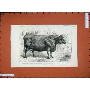   1881 Smithfield Club Cattle Show Scotch Polled Heifer