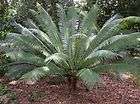 cycas  