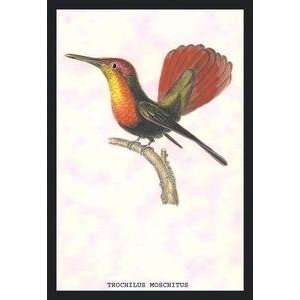  Paper poster printed on 20 x 30 stock. Hummingbird 