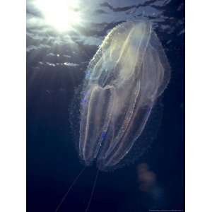  Salp, Poor Knights Marine Reserve, New Zealand Premium 