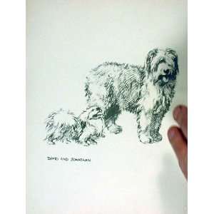   & Jonathan Old Vintage Sketch By Barker Just Dogs