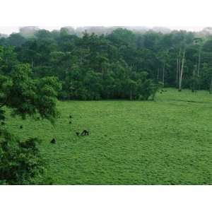 Elevated View of Gorillas in a Forest Clearing, Or Bai Stretched 