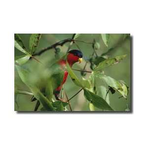  Collared Lory Giclee Print