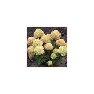  Hydrangea paniculata Little Lime™ PPAF Shrub Patio 