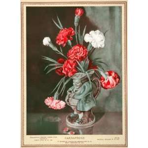  1930 Red White Carnations Flowers Original Color Print 