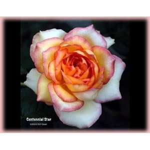  Centennial Star (Rosa Hybrid Tea)   Bare Root Rose Patio 
