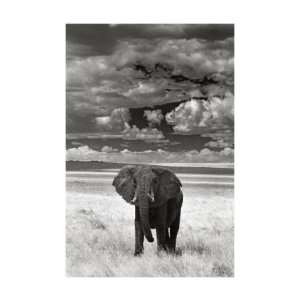   Lone Elephant Giclee Poster Print by Andy Biggs, 19x26