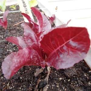  400 Seeds, Lettuce Red Romaine (Lactuca sativa) Seeds By 