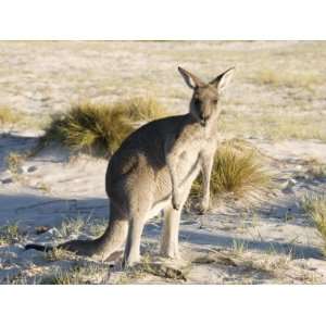 Eastern Grey Kangaroo on Beach at Sunrise, Ben Boyd National Park 