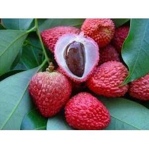  Litchi Chinensis BREWSTER LYCHEE TREE 5 GALLON, grown from 