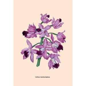  Vintage Art Orchid Cattleya Amethystoglossa   07935 5 