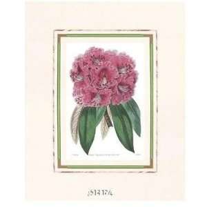  Rhododendron No. 3 Poster Print