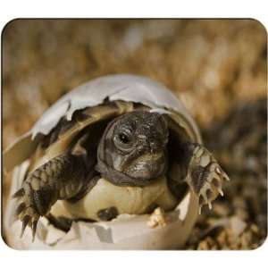  Hermanns Tortoise Mouse Pad