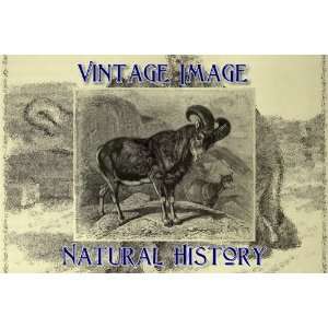   Print Vintage Natural History Image The Mouflon