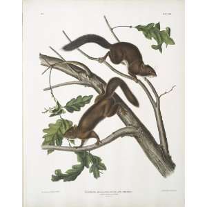   John James Audubon   24 x 30 inches   Sciurus molli