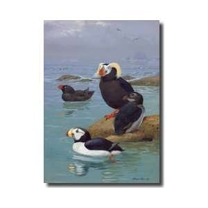  Tufted Puffins And Horned Puffins Giclee Print