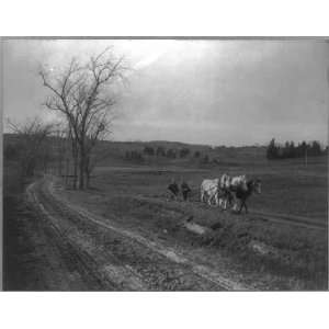   Ploughing Marys field,c1916,horses pulling plow,2 men