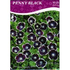  Nemophila   Penny Black (A) Patio, Lawn & Garden