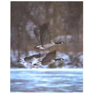  Canadian Geese Migrate   Photography Poster   16 x 20 