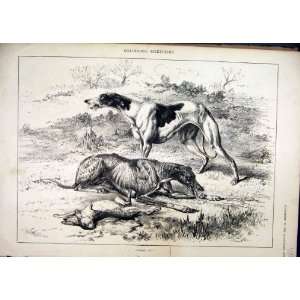  Dog Hounds Hunting Hare 1881 Resting Country Scene
